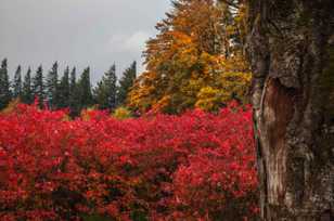 Autumn blueberries-5022.jpg